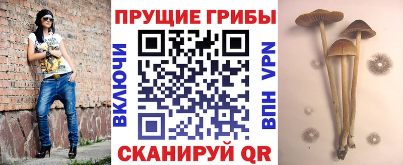 наркота  Верхняя Тура  Псилоцибиновые грибы Psilocybine cubensis 